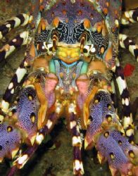 This lobster was hiding in a crevice of the coast of Tofo... by Dray Van Beeck 